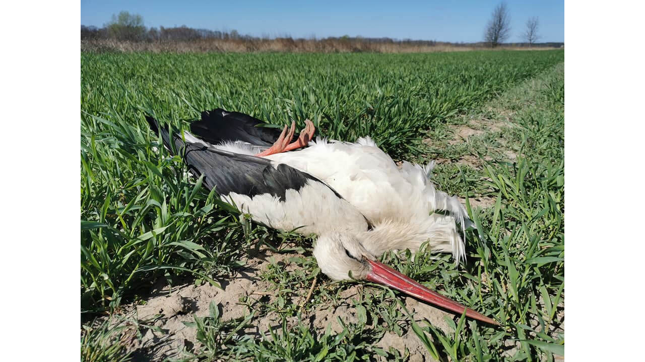 Niedaleko Drohiczyna znaleziono martwe ptaki