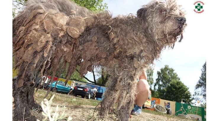 Właściciel schroniska w Radysach aresztowany na trzy miesiące