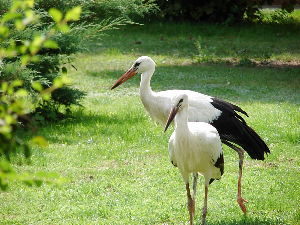 Blisko 20 bocianów przeszło rehabilitację w ośrodku w Drozdowie