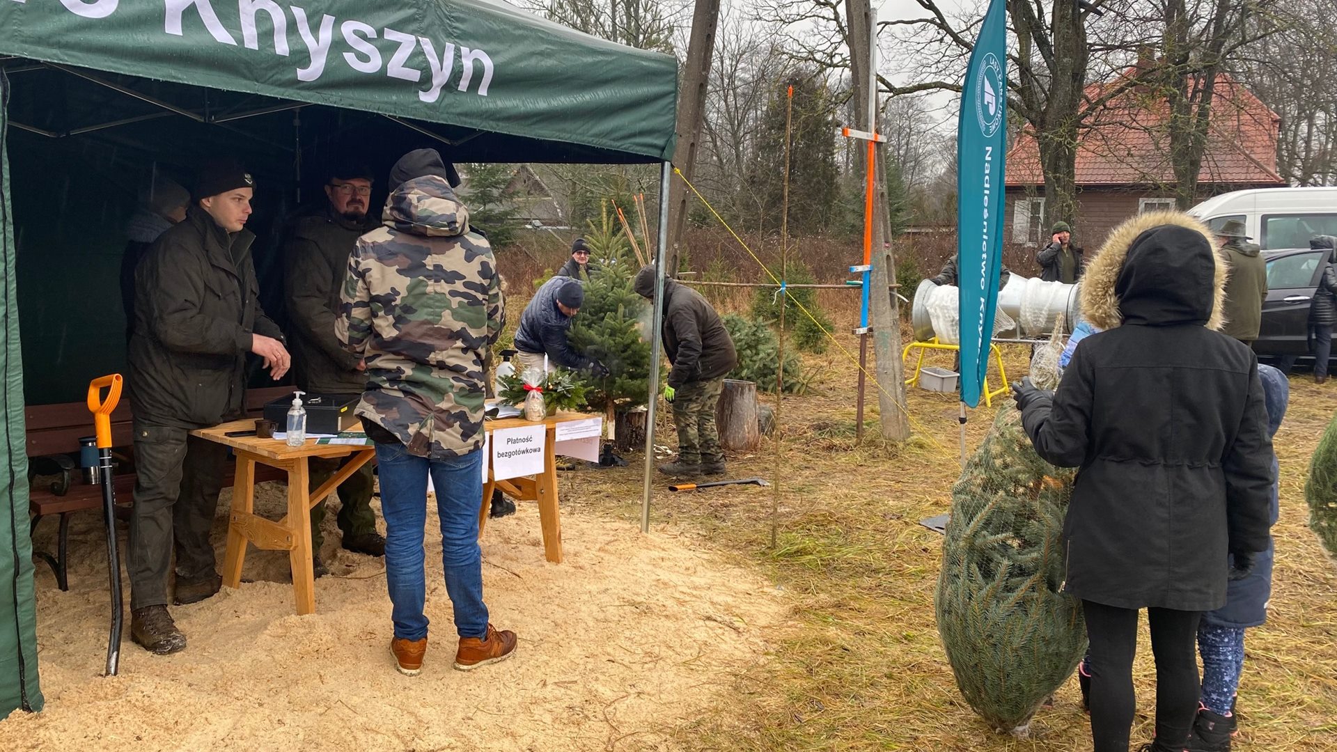 "Choinkobranie" w Przewalance - można samemu wyciąć świąteczne drzewko