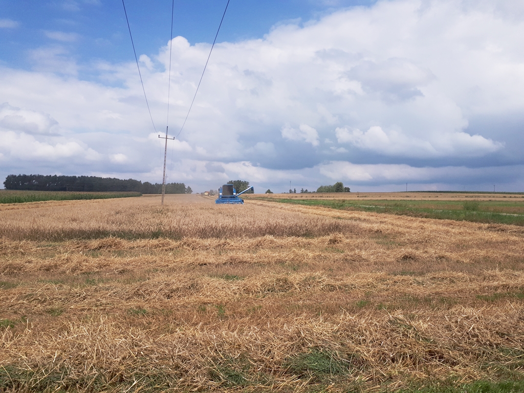 Skutki suszy na Podlasiu