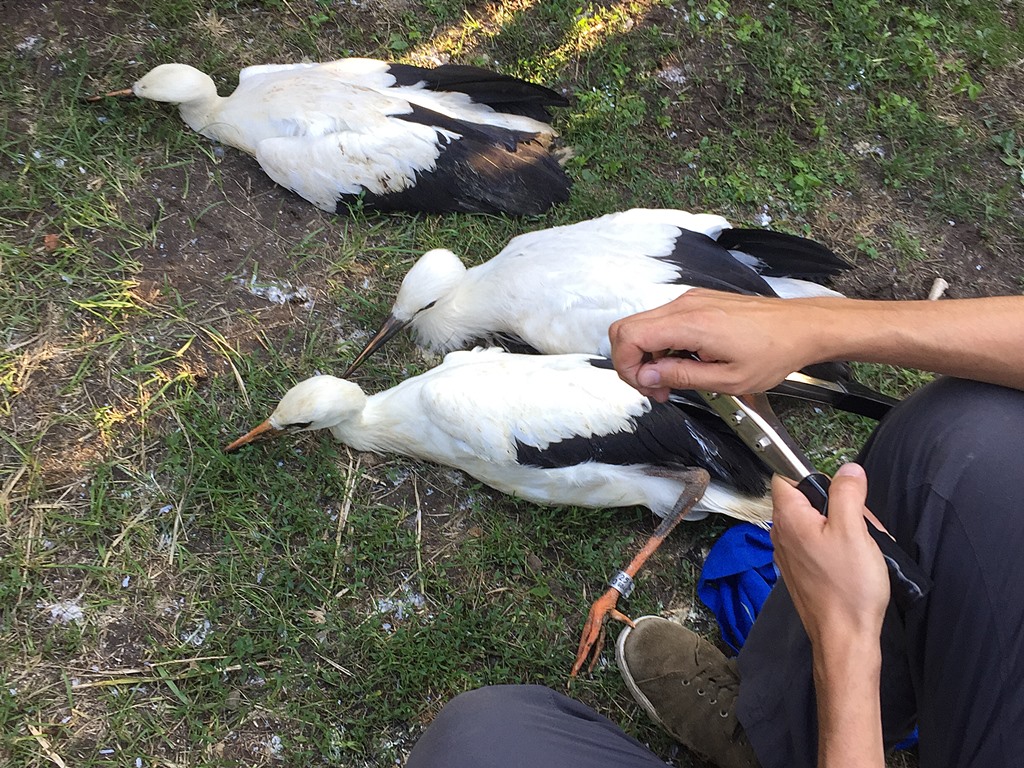 W Poczopku leśnicy zaobrączkowali bociany, gęsi gęgawe i krogulca