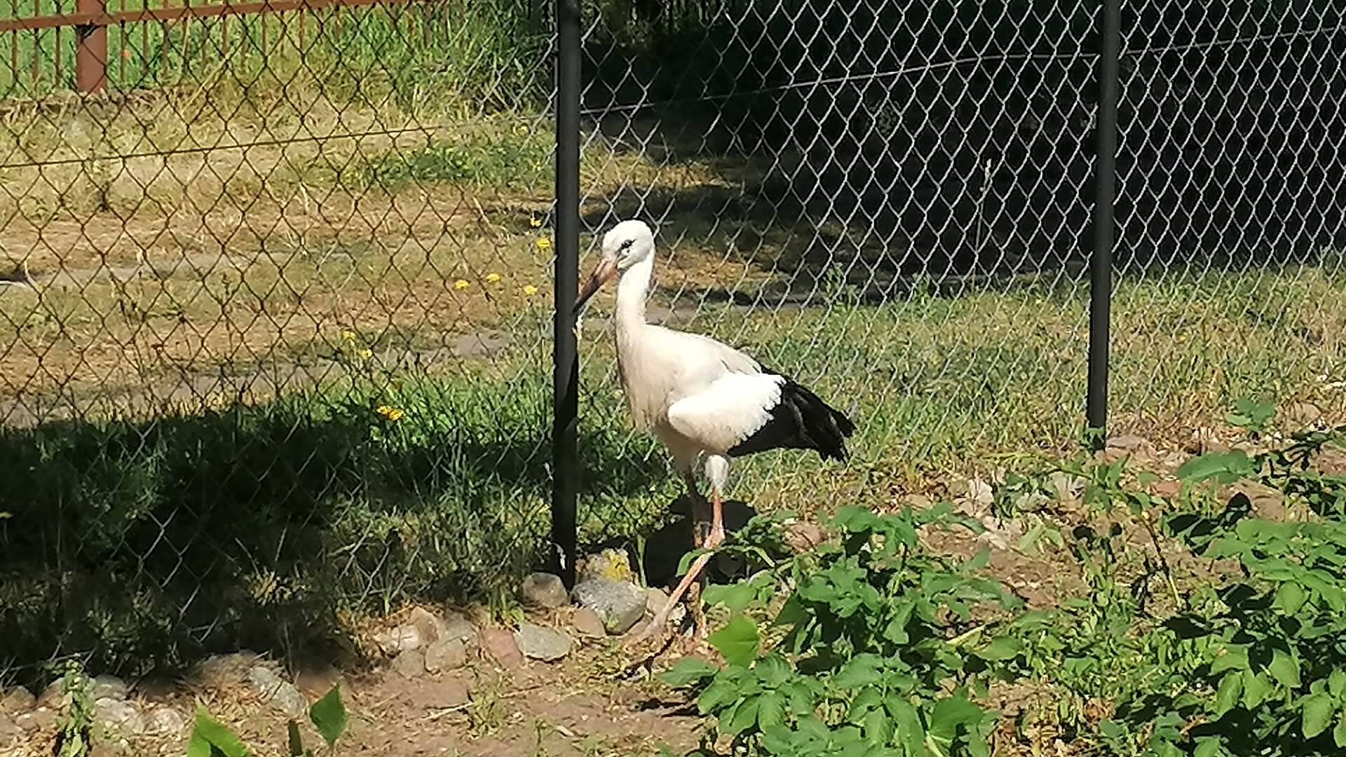 Jak pomóc bocianowi, który wypadł z gniazda?