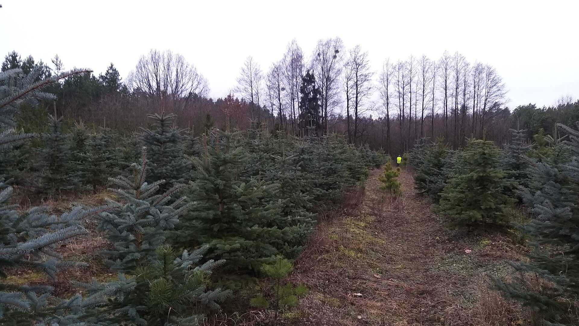 Leśnicy zachęcają do zakupu naturalnych choinek - można samemu je ściąć na plantacji