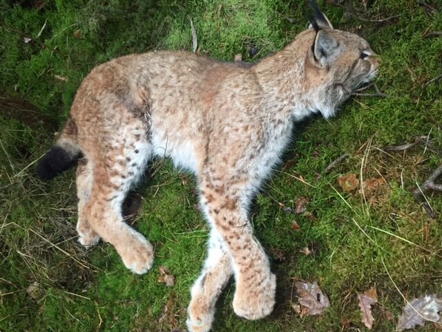 Na terenie Nadleśnictwa Dojlidy leśnicy znaleźli martwą samicę rysia