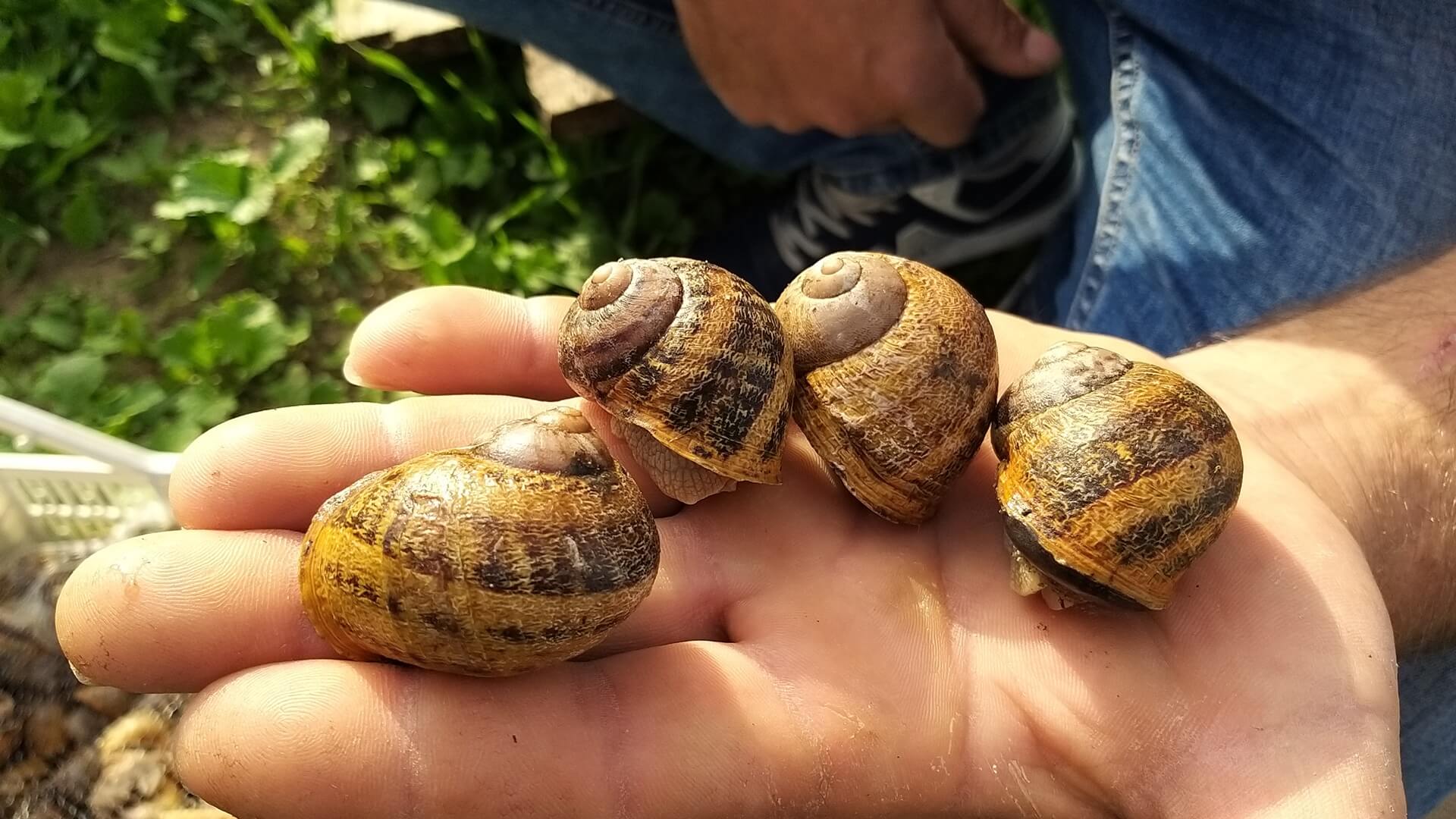Rolnicy zaczynają na dużą skalę hodować ślimaki jadalne