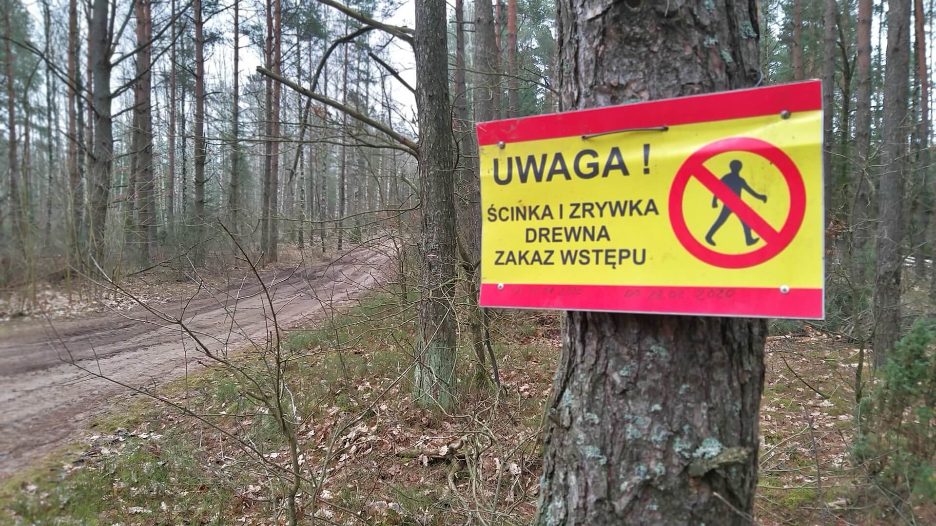 Ministerstwo Klimatu wstrzymało rozpatrywanie wniosku ws. wycinki Lasu Turczyńskiego