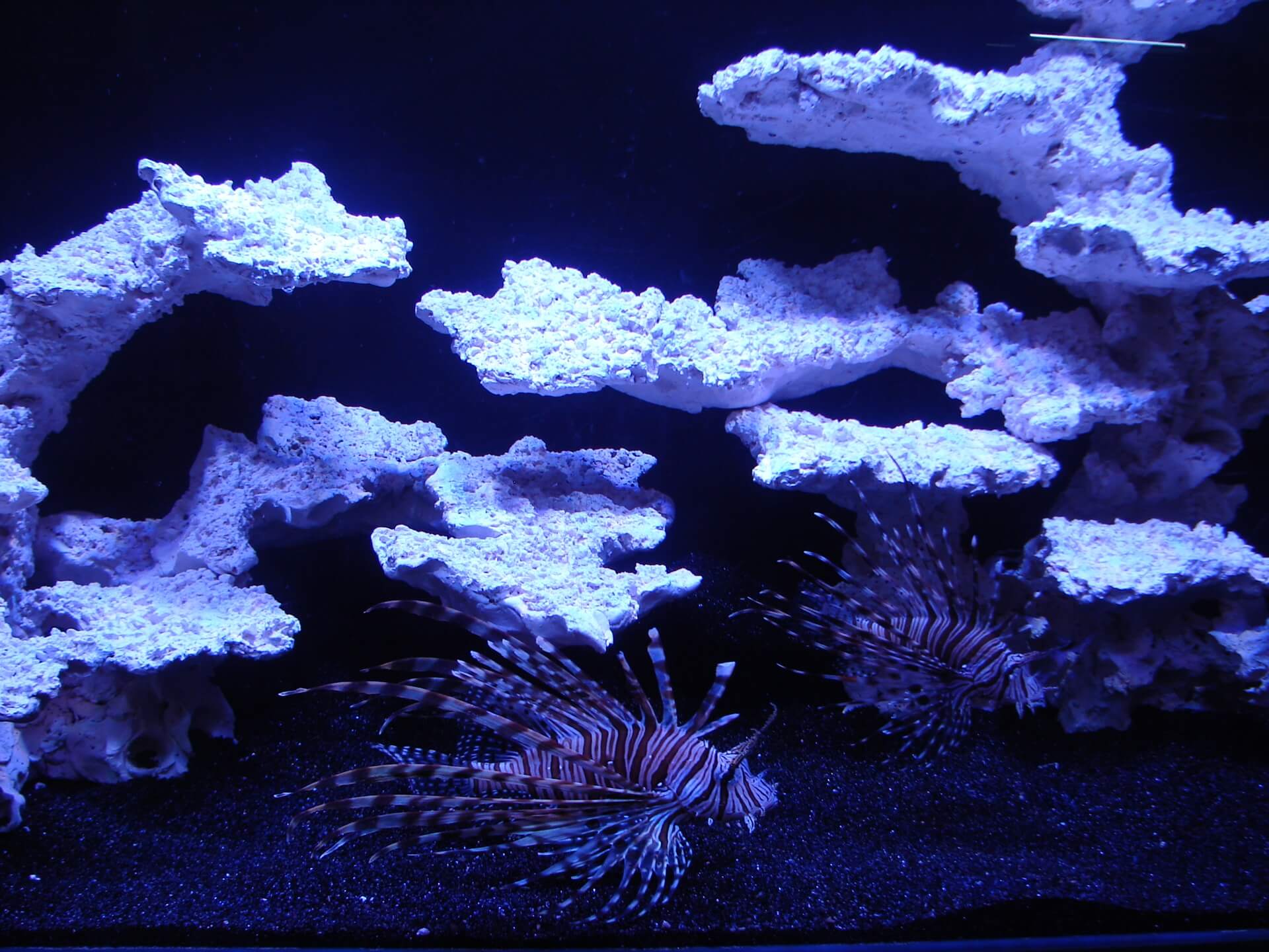 Pasjonaci podwodnego świata spotykają się na Ogólnopolskich Dniach Akwarystyki w Drozdowie