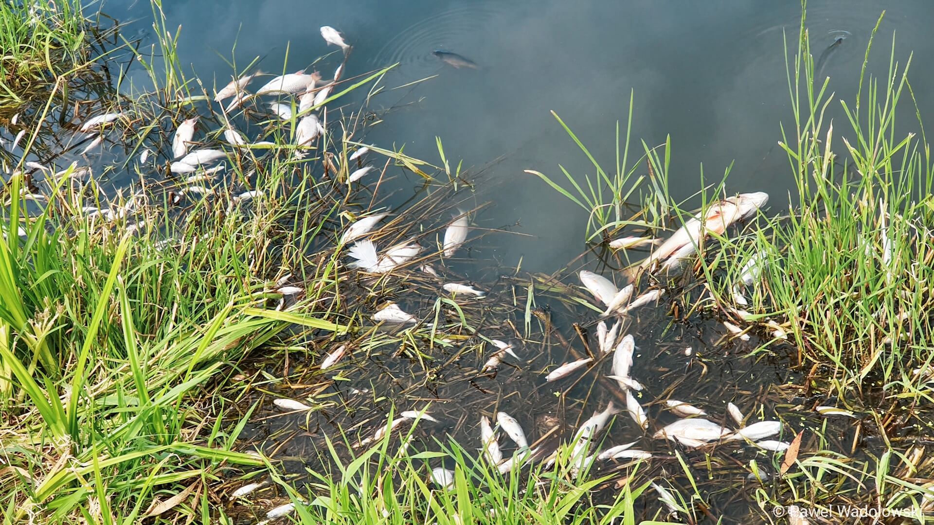 Po Supraśli i Biebrzy przyducha wystąpiła w Narwi