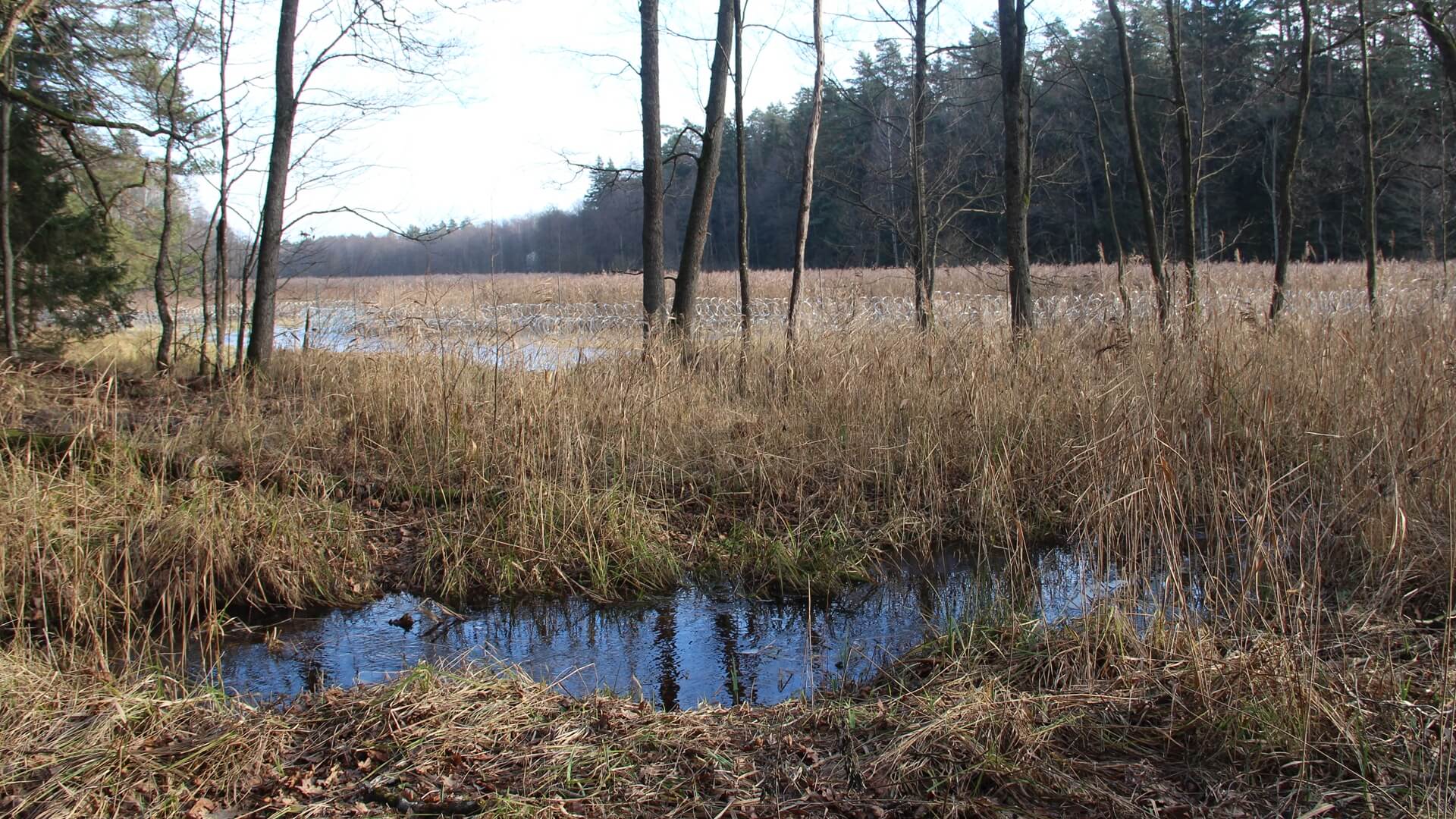 Jaka przyszłość czeka Puszczę Białowieską? 18.02.2024