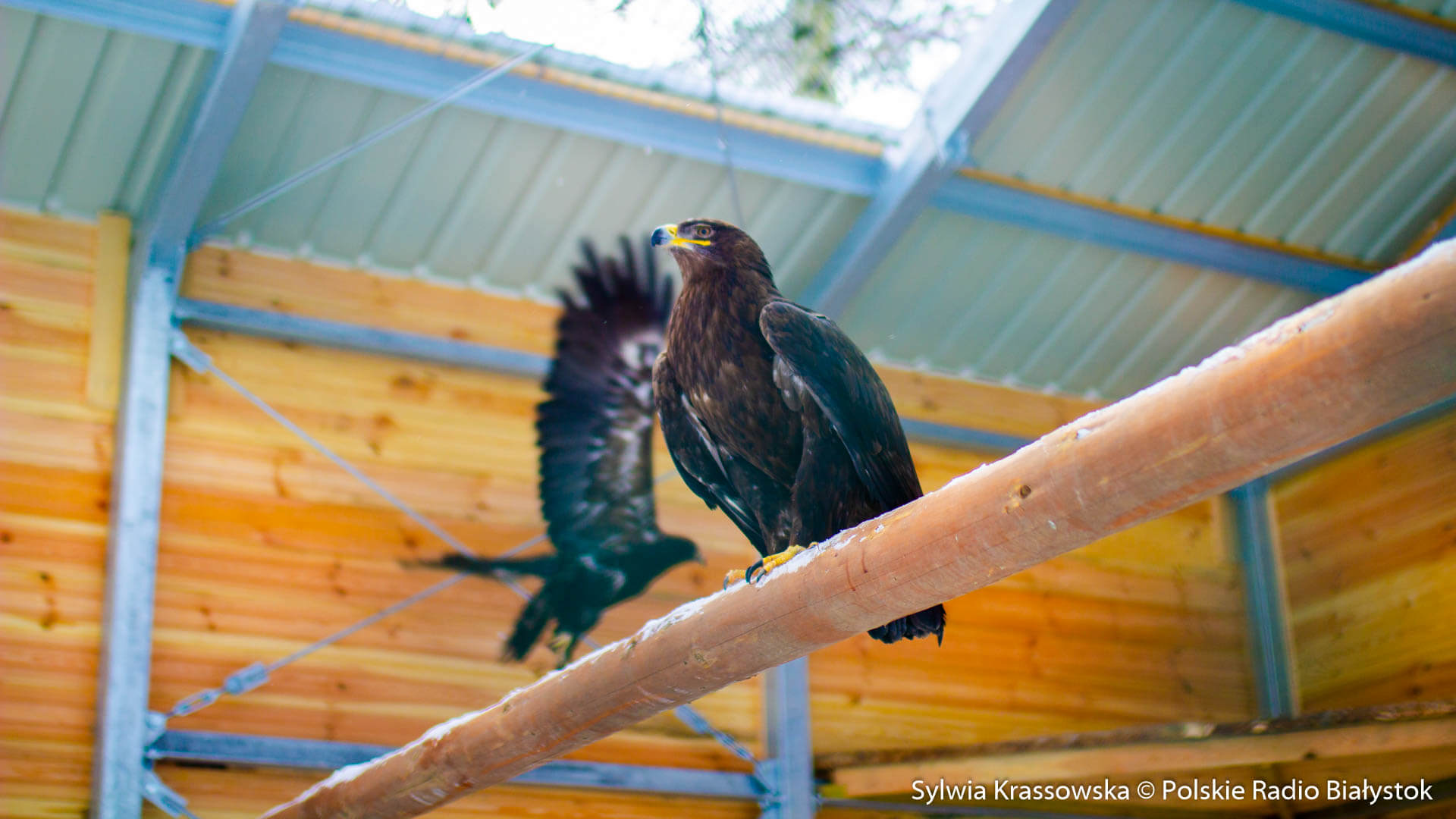 Para orłów stepowych nową atrakcją Ośrodka Edukacji Ekologicznej Sokolarnia [zdjęcia, wideo]