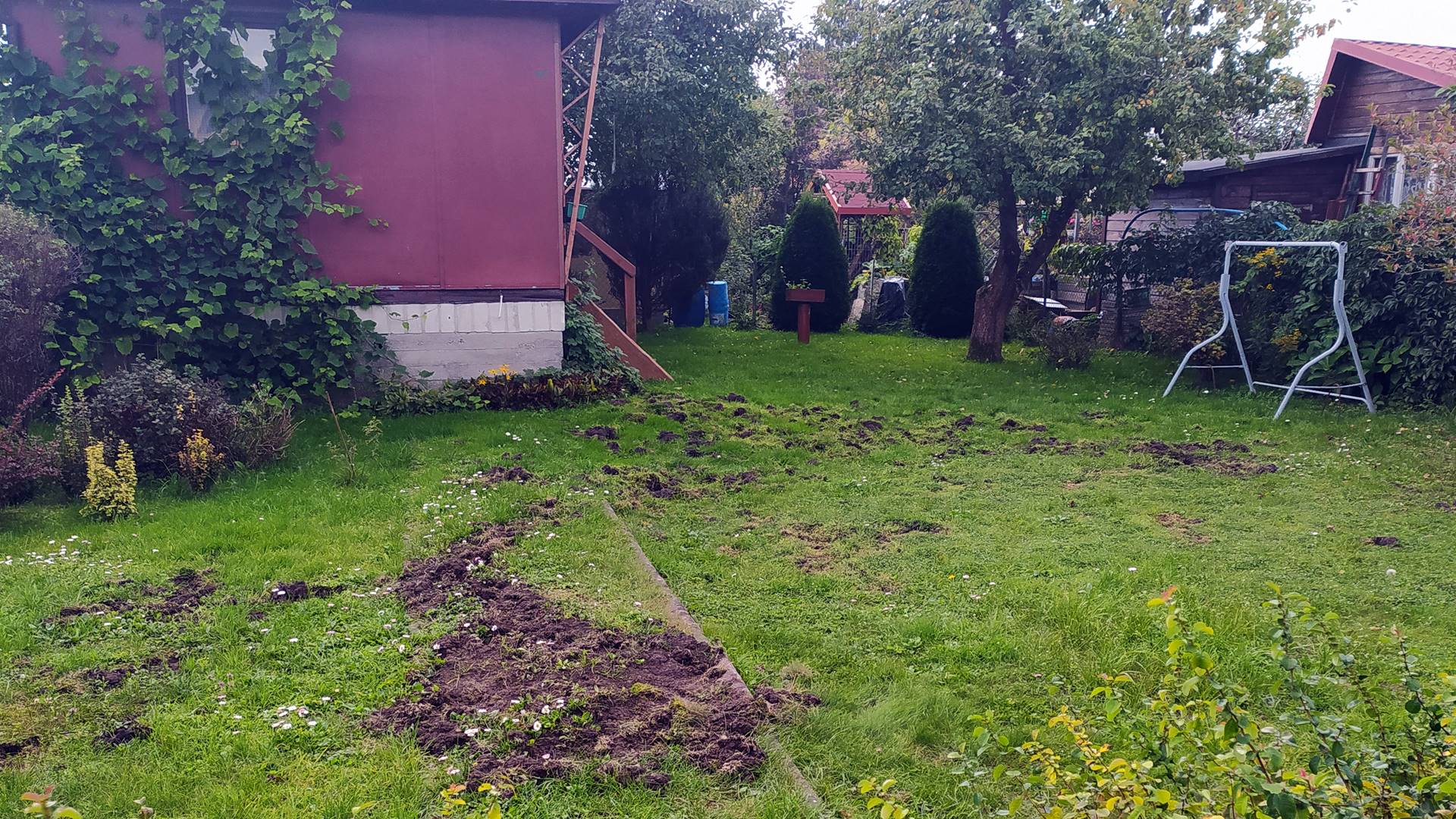 Działkowcy walczą ze szkodami wyrządzonymi przez dziki