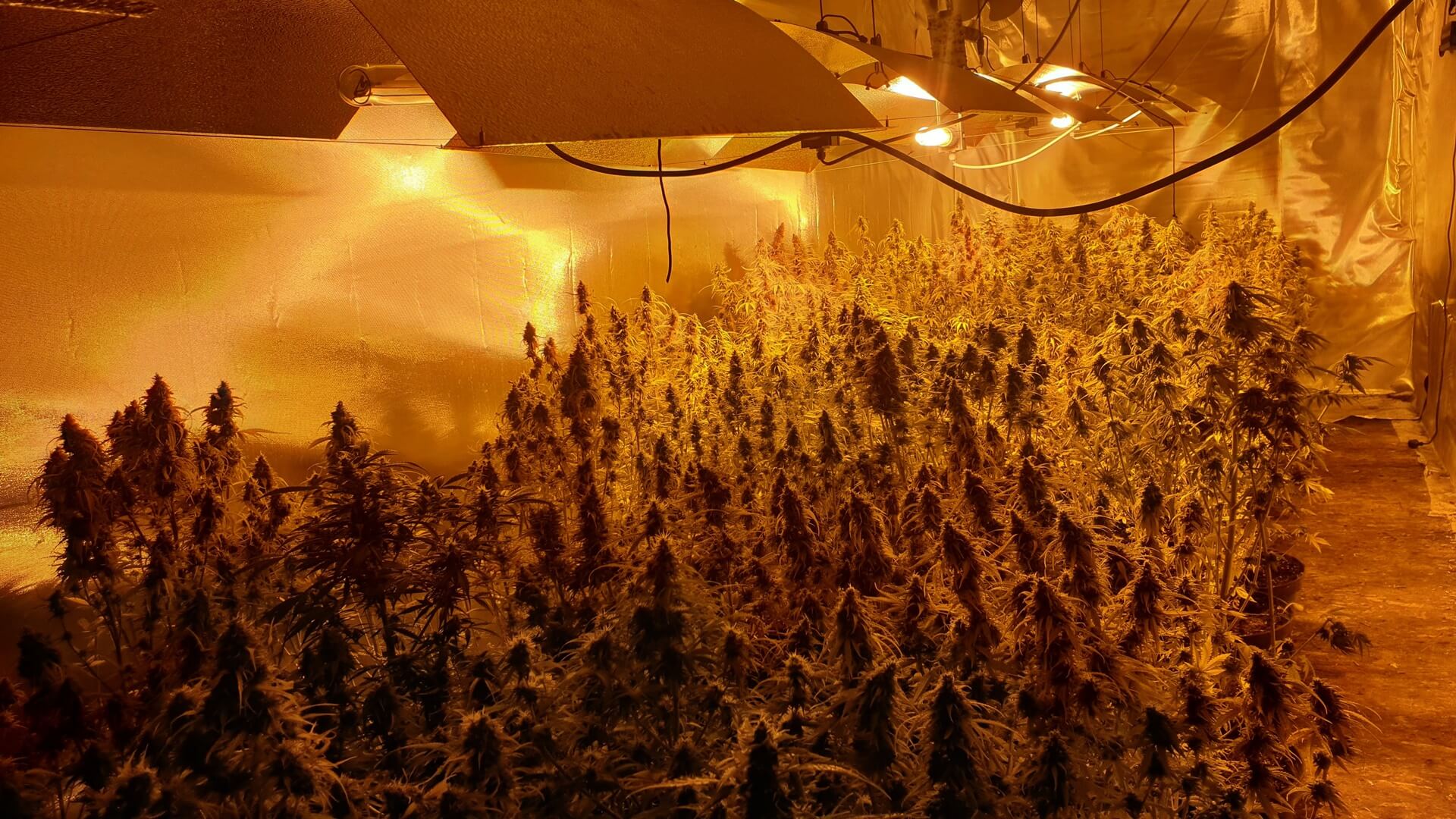 Policja zlikwidowała dużą plantację marihuany w gminie Krypno