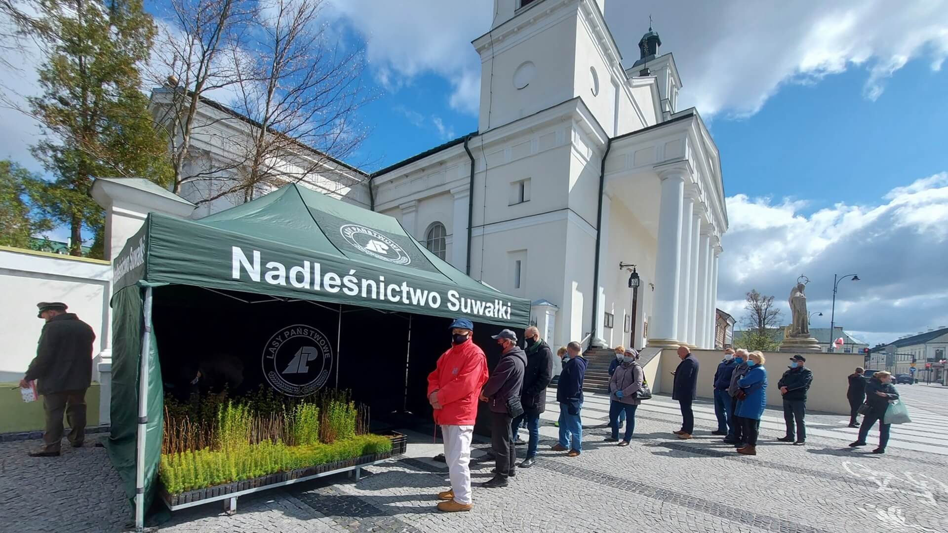 Darmowe sadzonki świerków papieskich trafiły do mieszkańców Suwałk