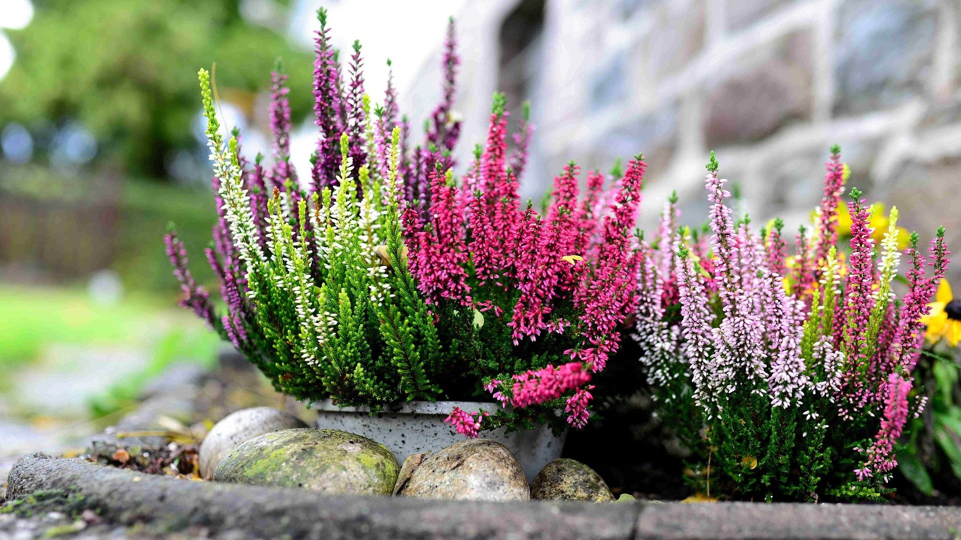 Augustów wesprze Rodzinne Ogrody Działkowe