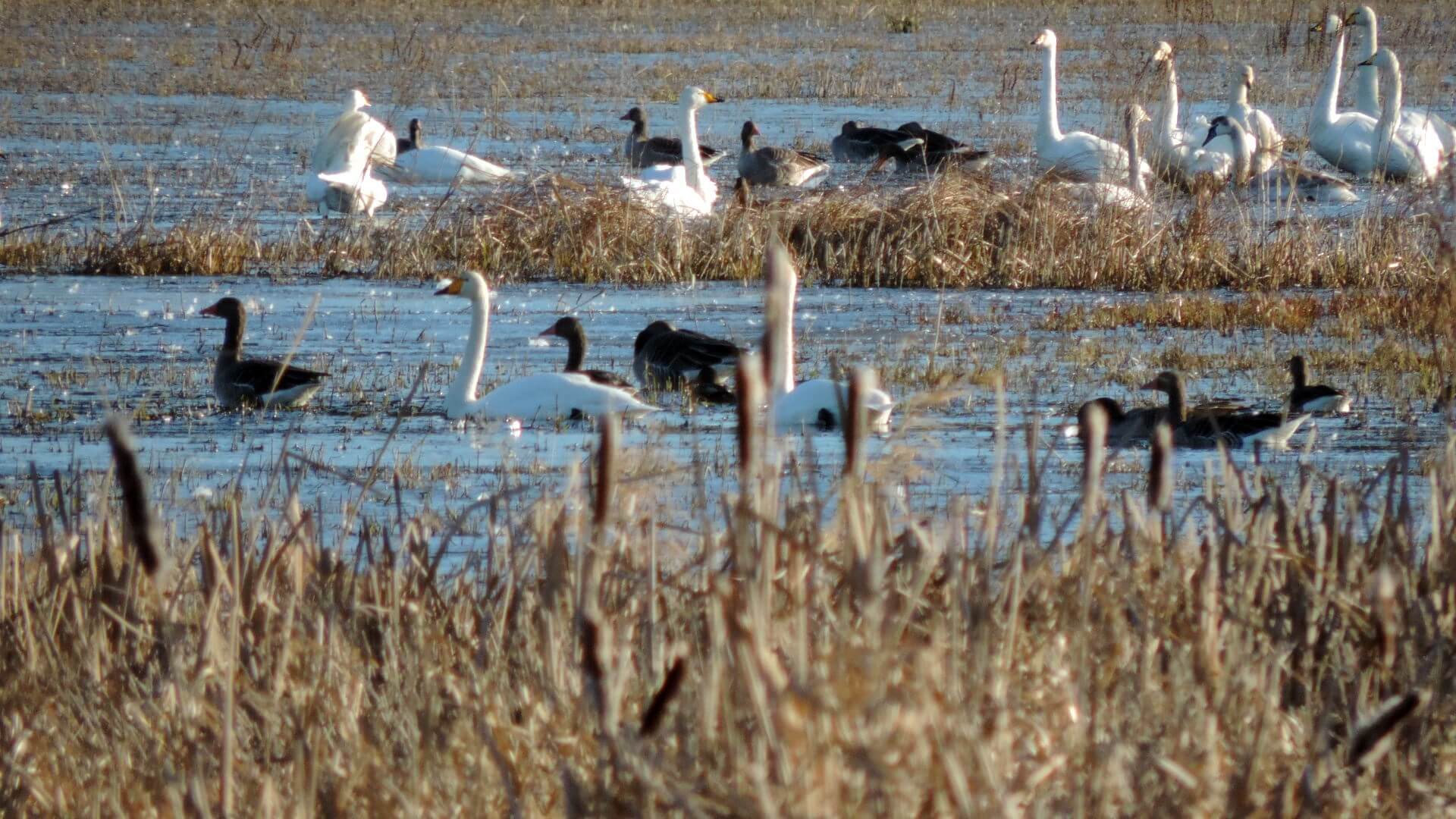 Opowieści różnej treści - anomalie w świecie zwierząt i roślin