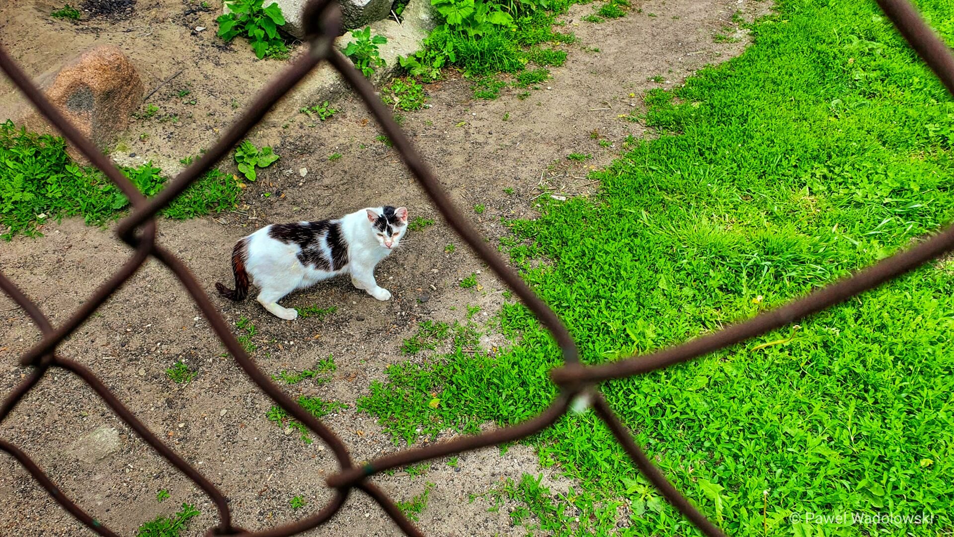 WHO: bardzo małe ryzyko, by zwierzęta domowe mogły zarażać swoich właścicieli Covid-19