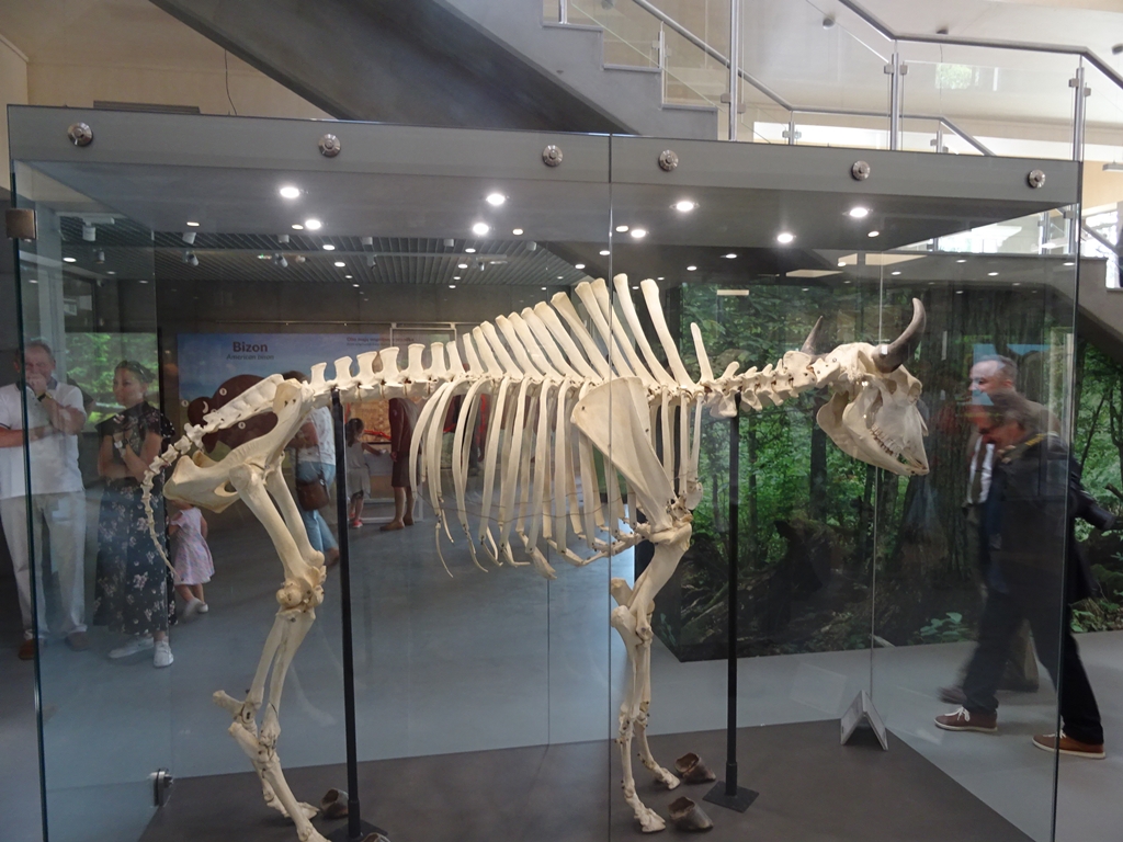 Otwarto pawilon edukacyjny w pokazowym rezerwacie Białowieskiego Parku Narodowego