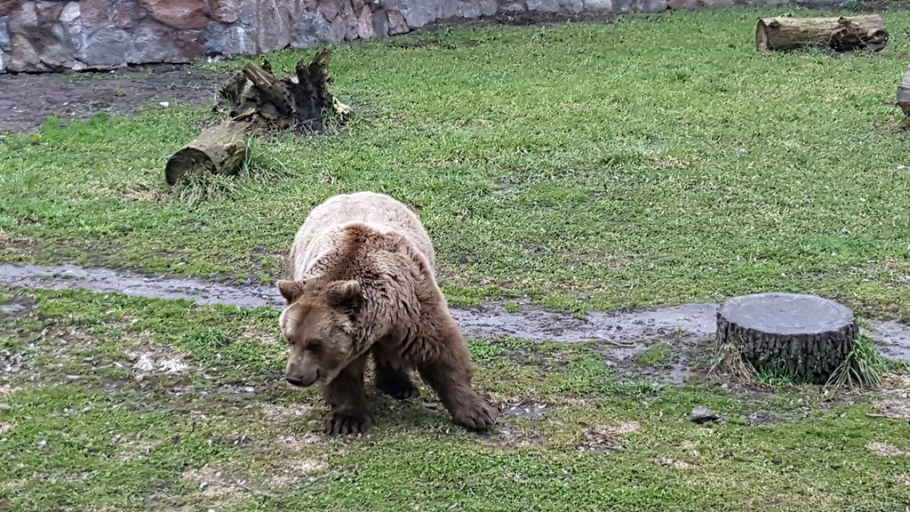 Uwaga na niedźwiedzia w okolicach Płaskiej