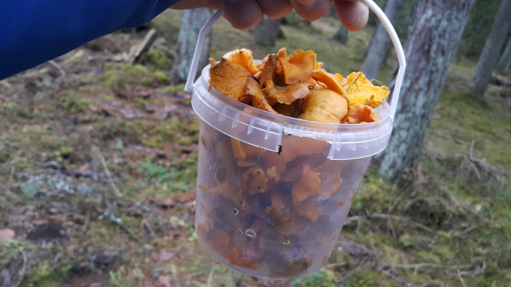 Wysyp grzybów w podlaskich lasach