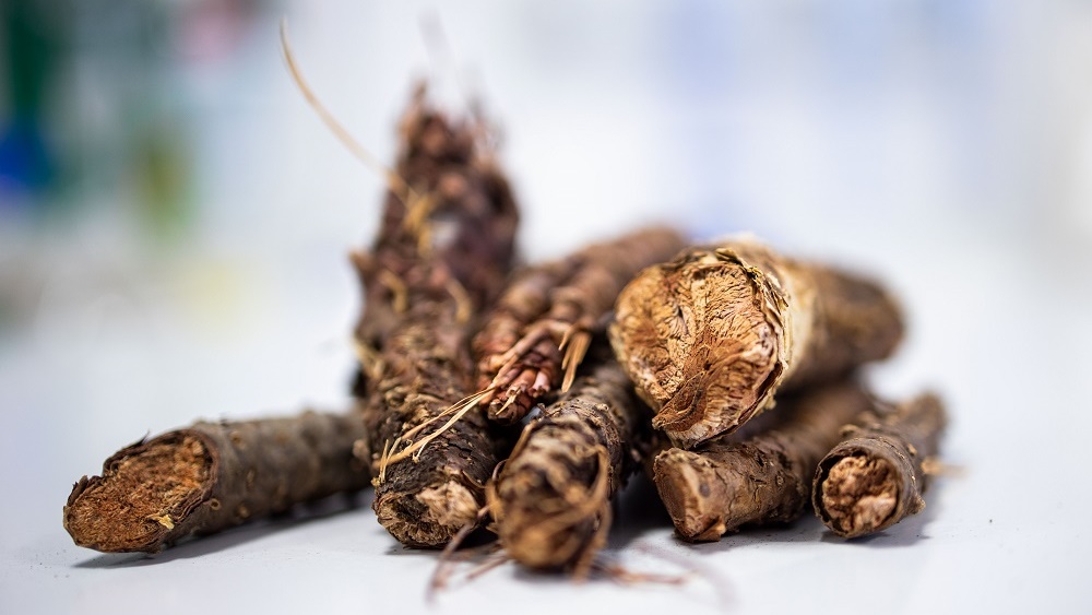 Naukowcy z Politechniki Białostockiej przeprowadzą badania nad różeńcem górskim