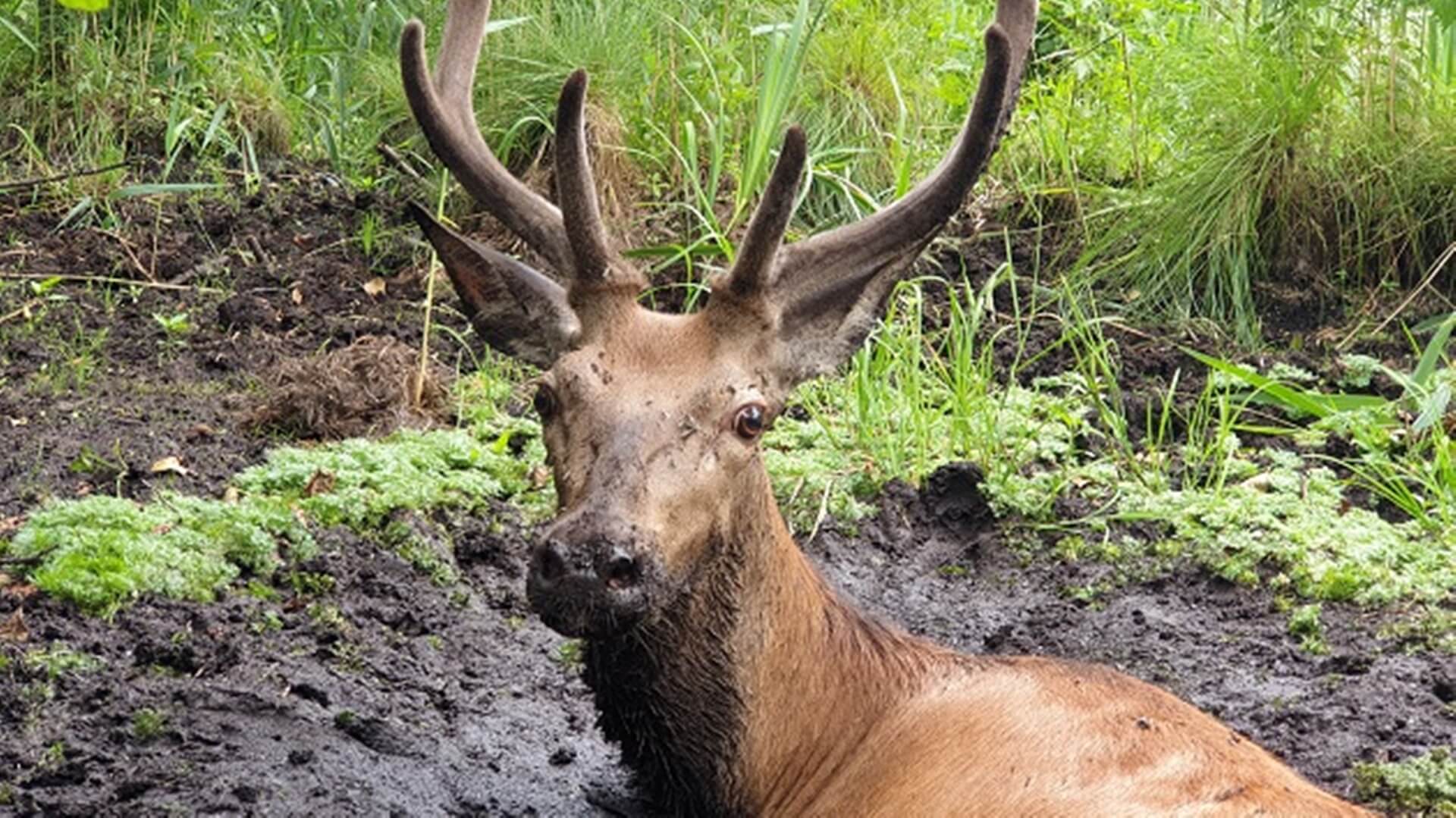 Podlascy leśnicy uratowali jelenia, który wpadł w bagno