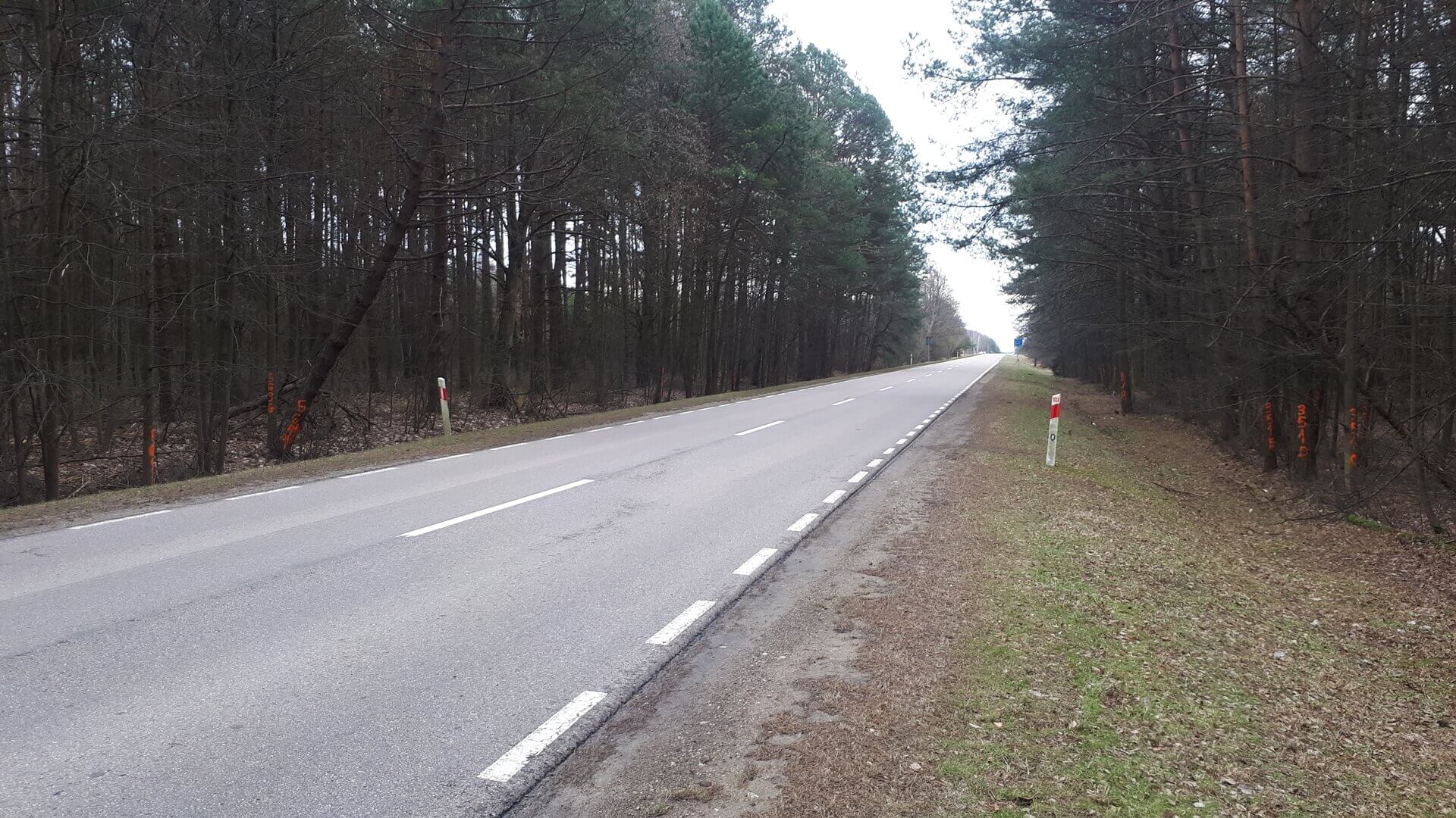 Leśnicy planują wkrótce dużą wycinkę drzew wzdłuż drogi Sejny - Augustów