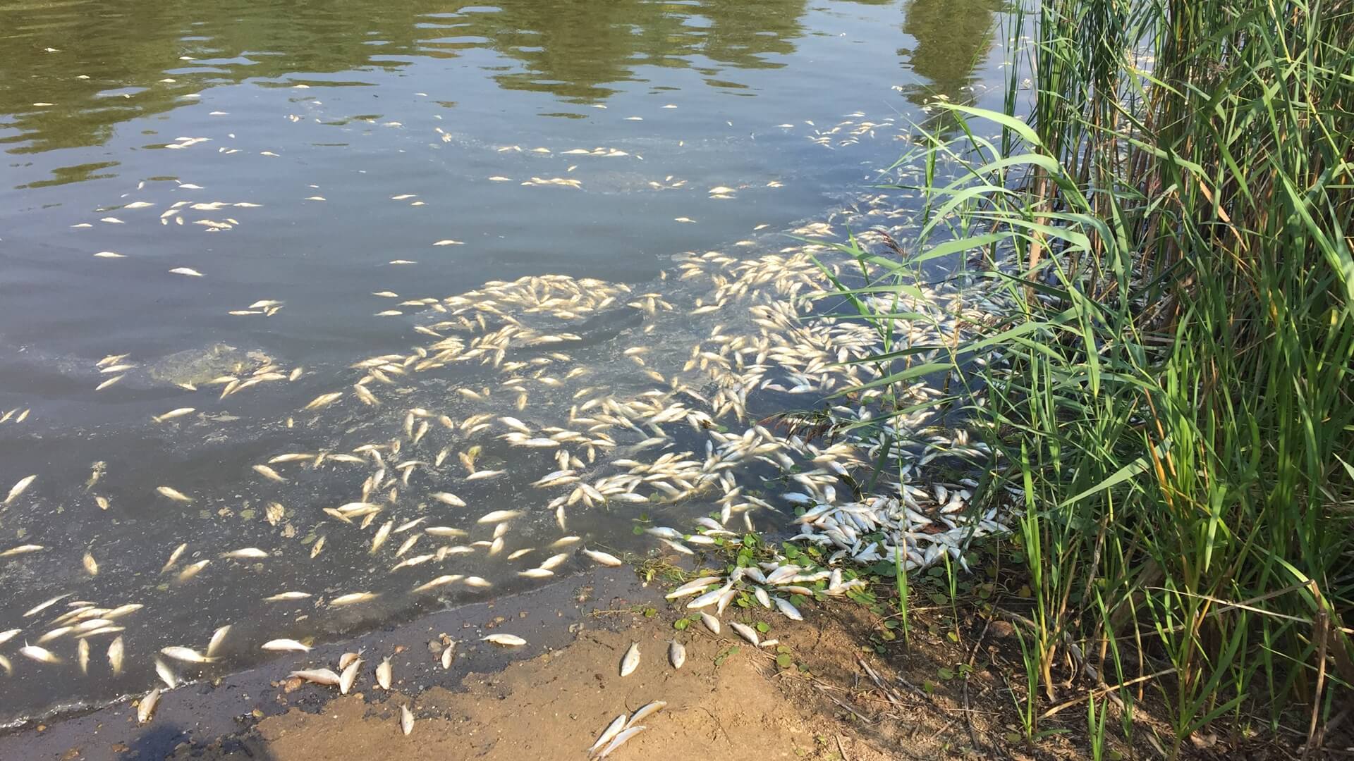 Półtorej tony śniętych ryb w zalewie Siemianówka - sprawę badają specjaliści
