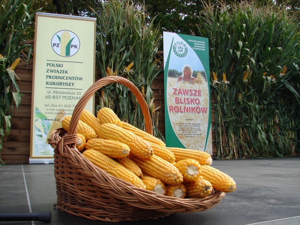 Podlaski Dzień Kukurydzy - prezentacja ponad 140 odmian tej rośliny