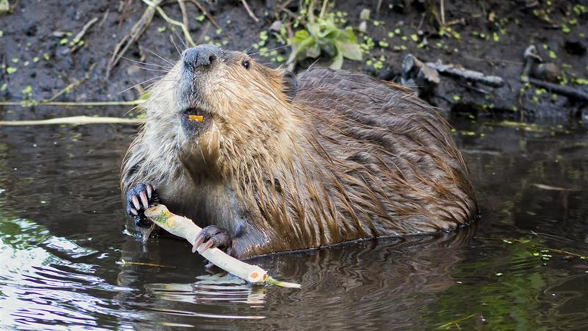 Mięso z bobra wchodzi na kuchenne salony