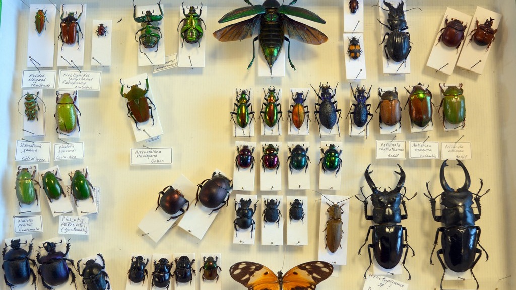 Funkcjonariusze KAS udaremnili przemyt spreparowanych owadów