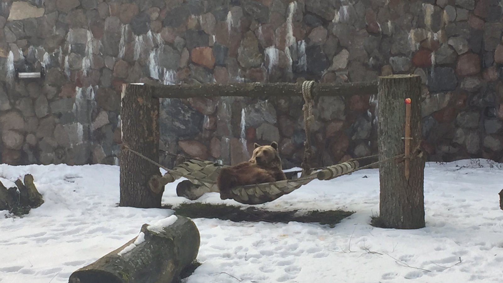 Czyżby początek wiosny? - w białostockim ZOO z zimowego snu wybudził się niedźwiedź [wideo]