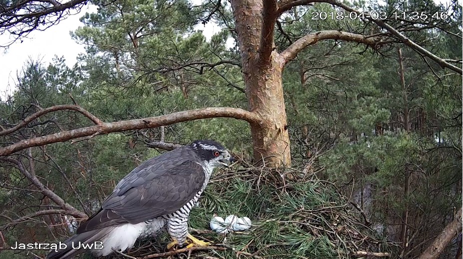 Lada dzień obserwowane w internecie młode jastrzębie będą latać
