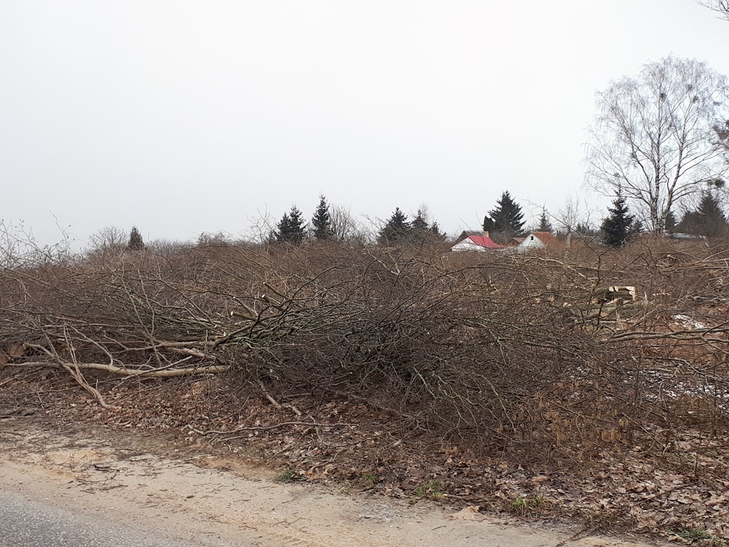 Wyciętych będzie około 30 ha Lasu Solnickiego w związku z budową pasa startowego