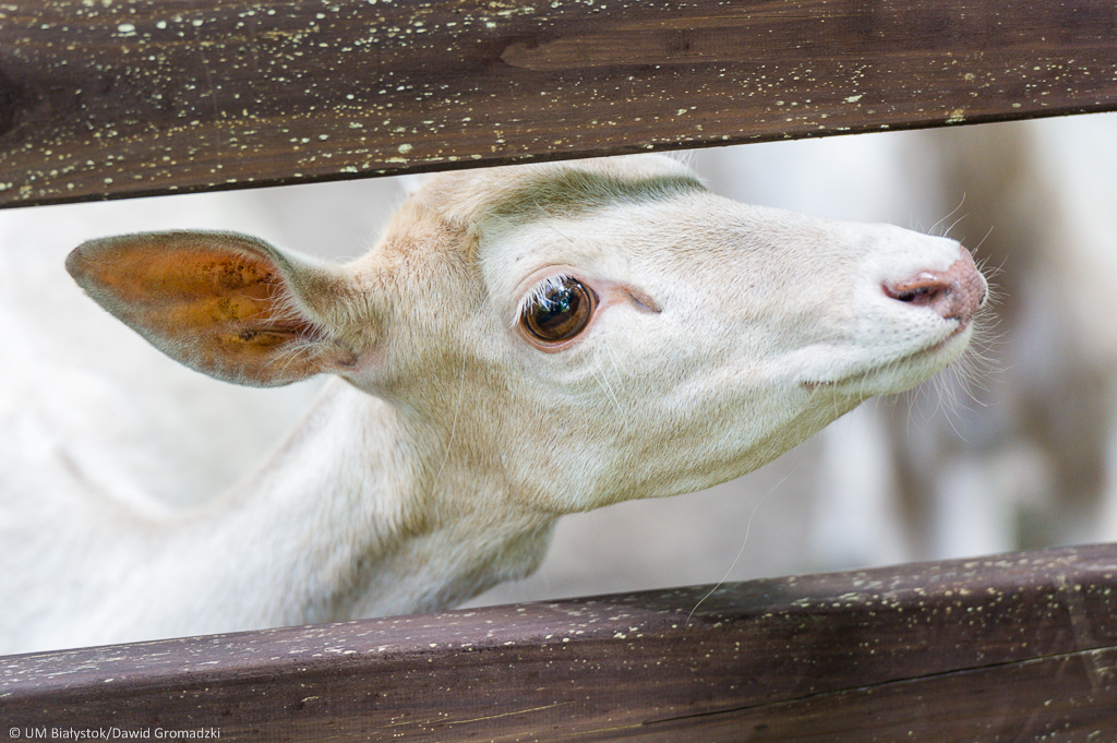 Daniele z białostockiego ZOO mają już imiona