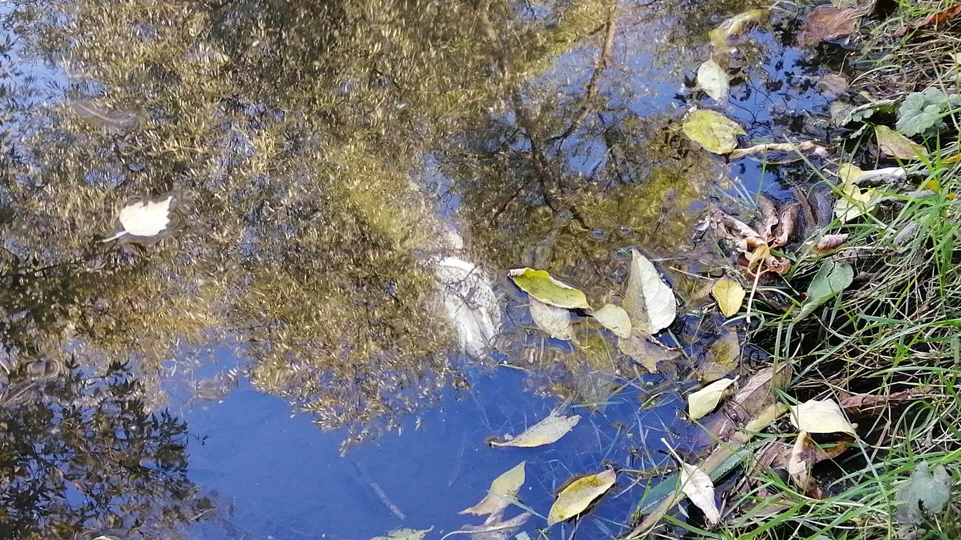 Prawdopodobnie przyducha była przyczyną śnięcia ryb w rzece Białej w Białymstoku