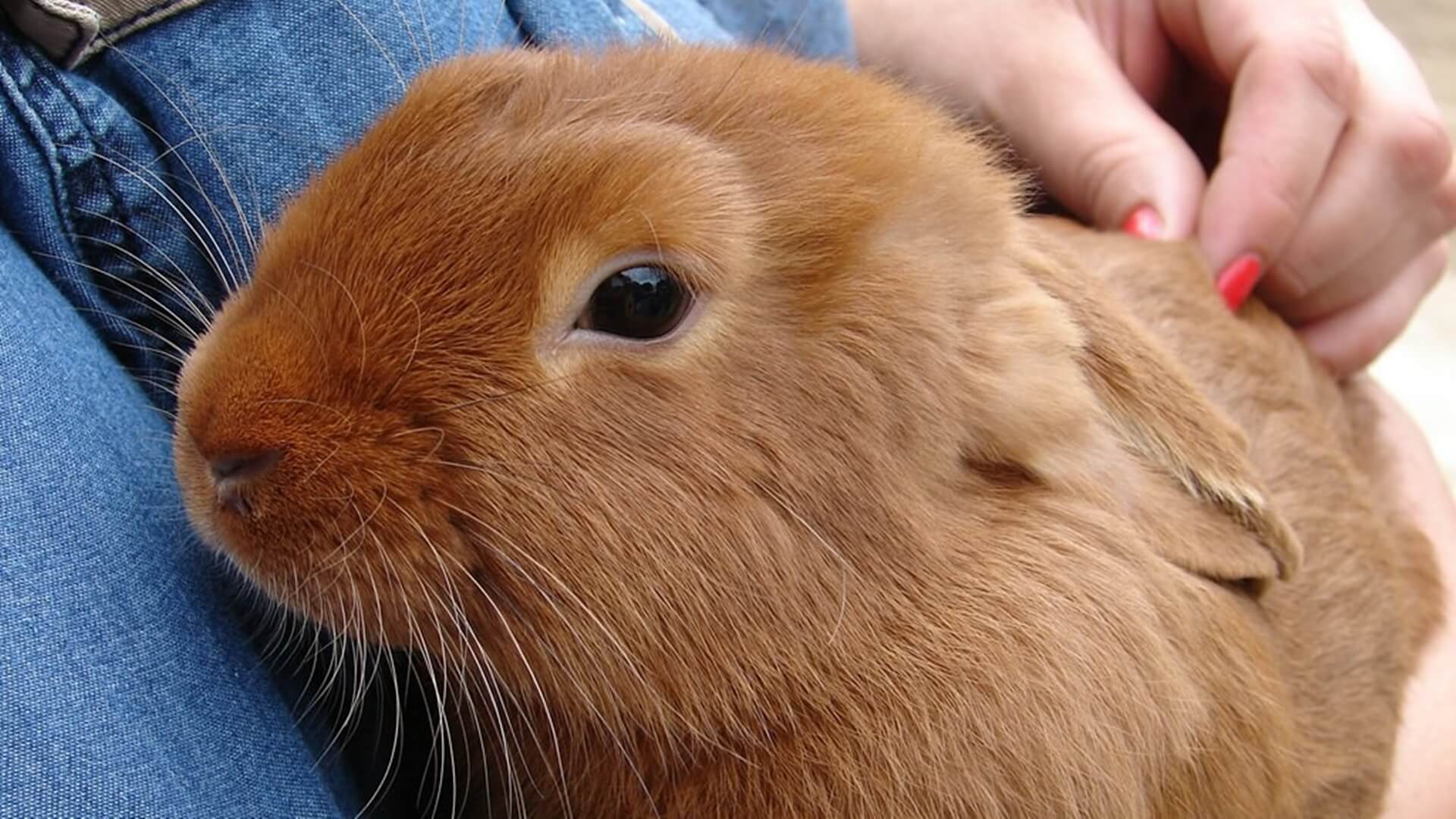 Zwierzęta łagodzą objawy depresji