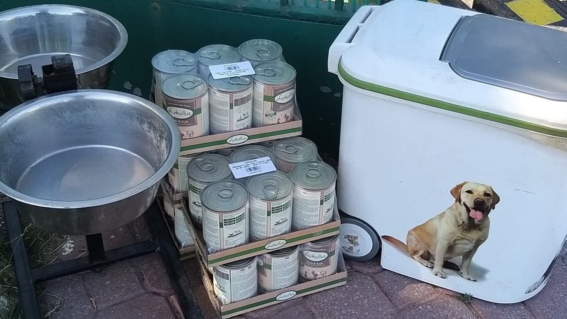 Akcja "Karma wraca" w Białymstoku - można pomóc bezdomnym psom