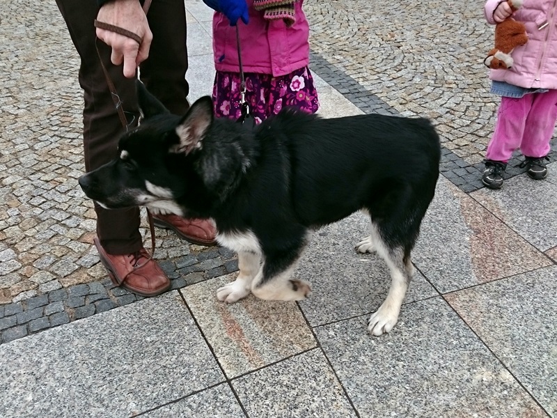 Uczniowie ze szkoły specjalnej nr 8 w Łomży będą mieć zajęcia dogoterapii