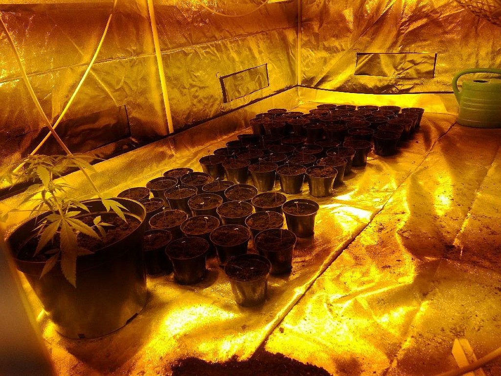 Policjanci zlikwidowali dwie plantacje marihuany k. Kolna - wartość roślin to ok. 450 tys. zł