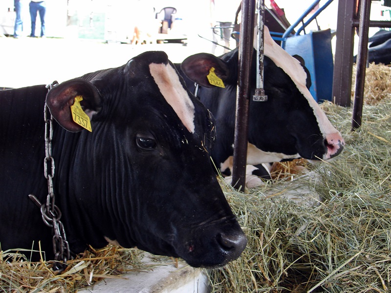 Mięso okazało się zdrowe - dalszy ciąg sprawy ubojni k. Brańska