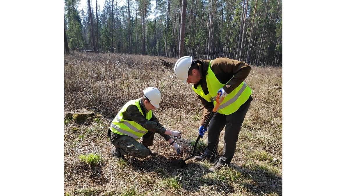 Leśnicy odnawiają Puszczę Białowieską - sadzą nowe drzewa w miejsce usuniętych