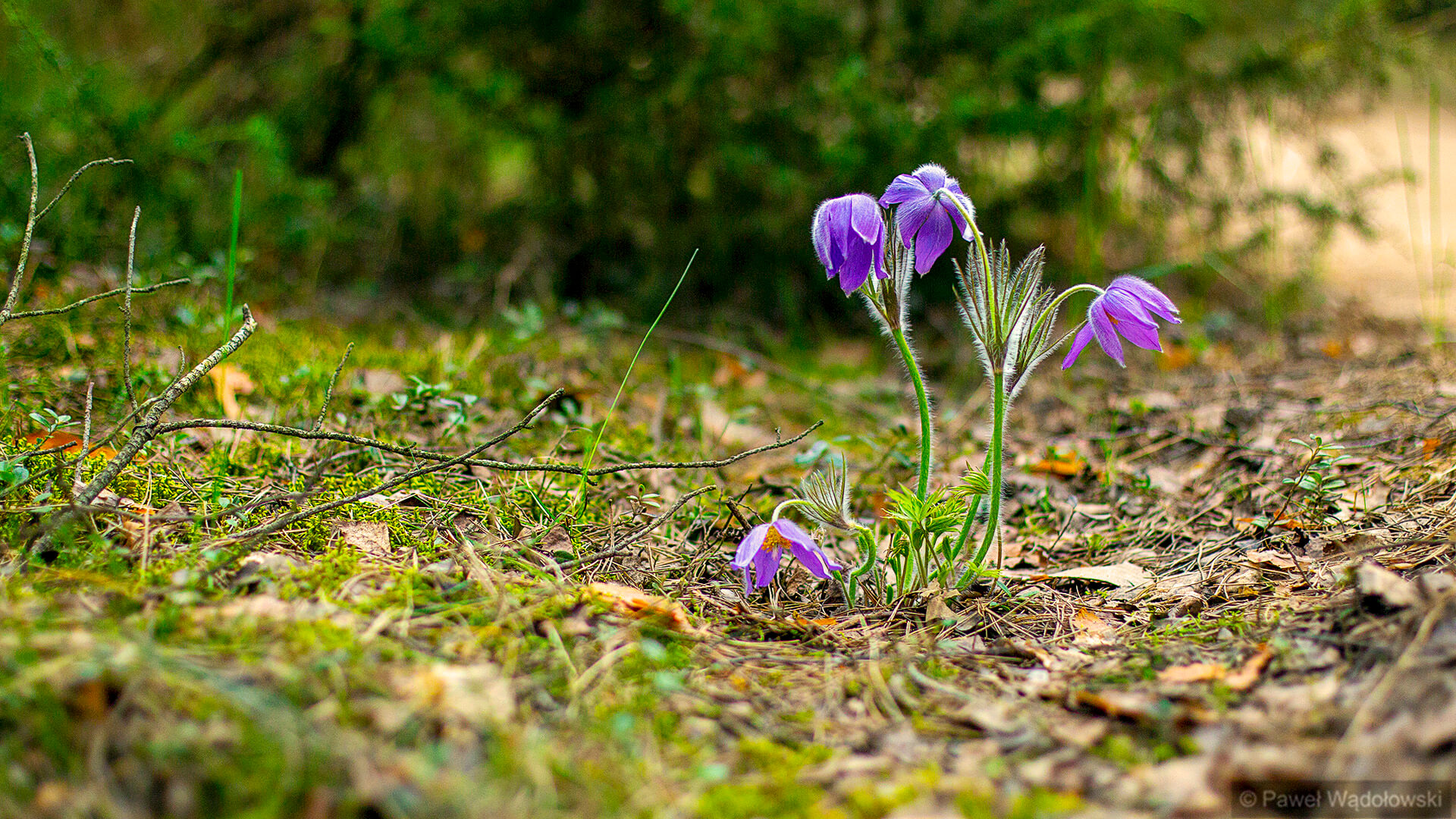 Patrole sasankowe w Biebrzańskim Parku Narodowym