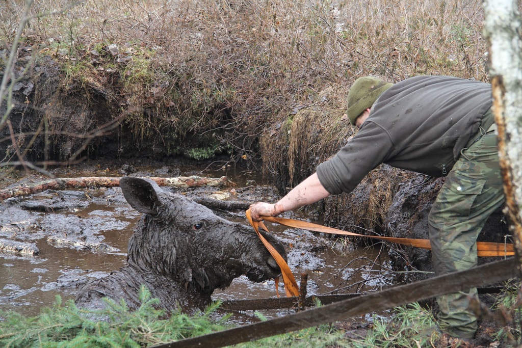 Leśnicy z Nadleśnictwa Knyszyn uratowali tonącą klępę [zdjęcia]