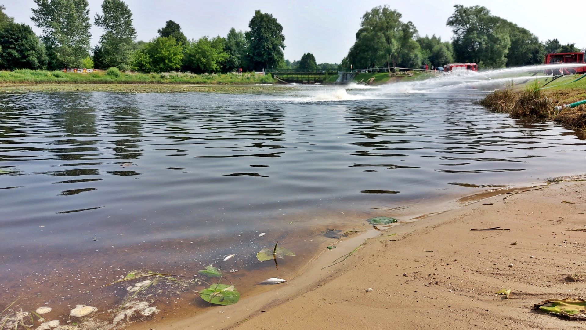 W rzece Supraśl jest już nieco więcej tlenu. Wciąż trwa odławianie śniętych ryb [wideo]
