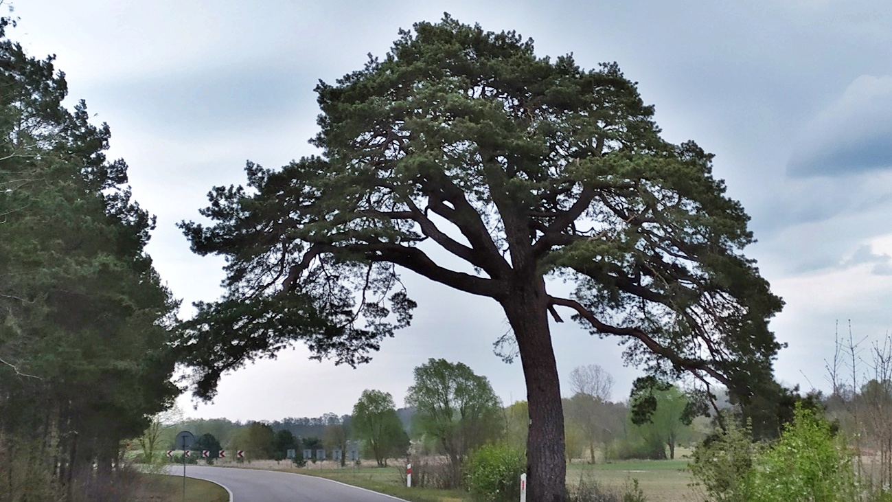 Prawie 250-letnia sosna z Mielnika jest w dobrym stanie - ocenili specjaliści