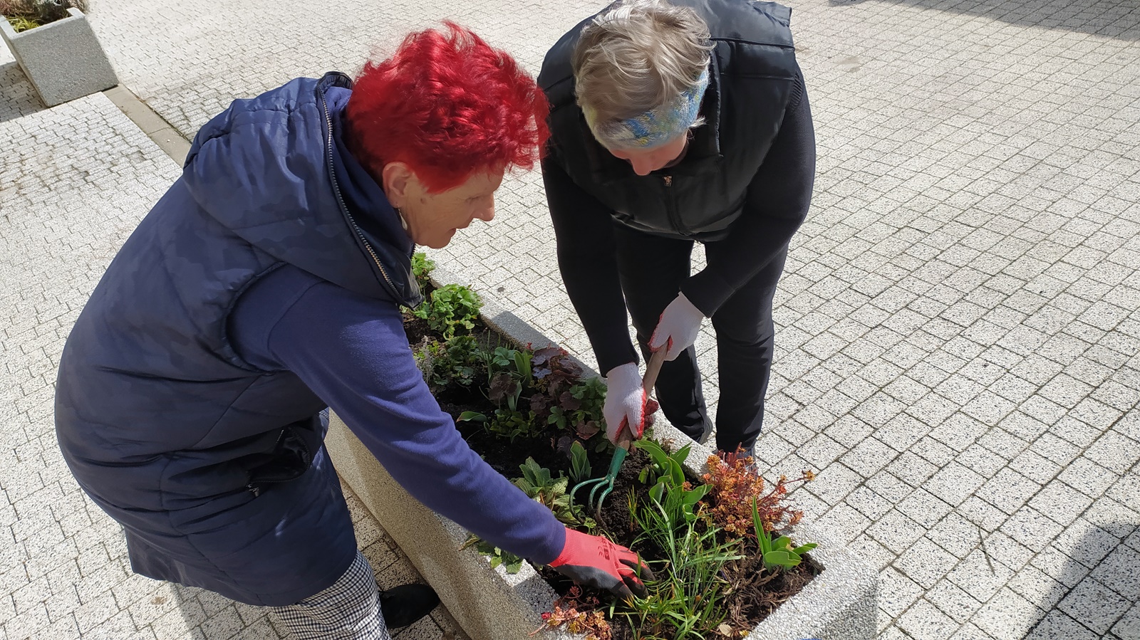 Mieszkańcy Choroszczy znów mogą "adoptować" miejskie donice i klomby