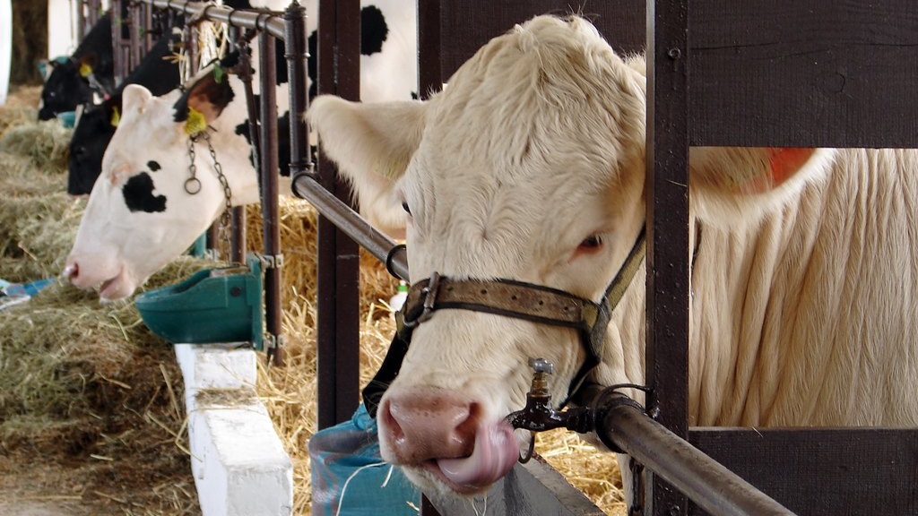 W zimne dni zadbajmy o zwierzęta - apelują członkowie Młodej Lewicy w Podlaskiem