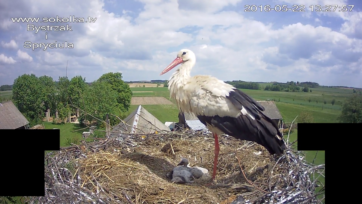 Podglądanie bocianów w Łomżyńskim Parku Krajobrazowym Doliny Narwi