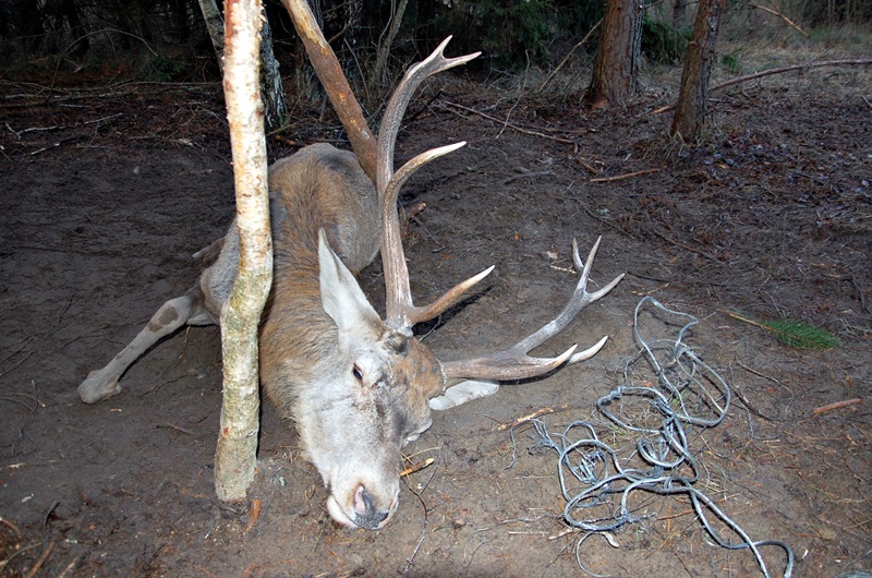 Region:  Leśnicy uratowali jelenia [zdjęcia]